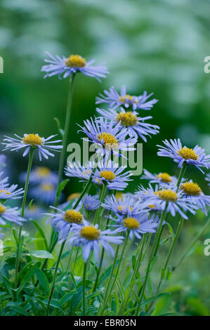 Aster boreale, alpine Aster (Aster alpinus), fioritura, Svizzera Foto Stock