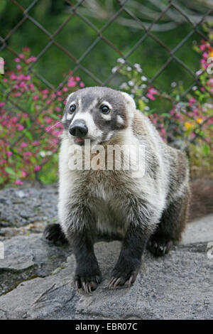 Coatimundi, comune coati, marrone-coati dal naso (Nasua nasua), coati al Messico, Messico, Tepoztlßn Foto Stock