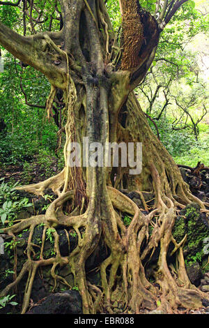 Messicano blu Fig, Rock fig (Ficus petiolaris), struttura etnica in Messico, Messico, Tepoztlßn Foto Stock