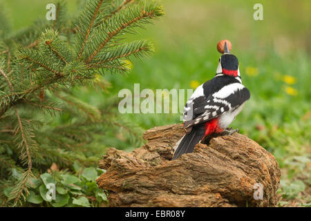 Picchio rosso maggiore (Picoides major, Dendrocopos major), maschio con nocciola nel disegno di legge su una radice al confine di prato, in Germania, in Renania settentrionale-Vestfalia Foto Stock