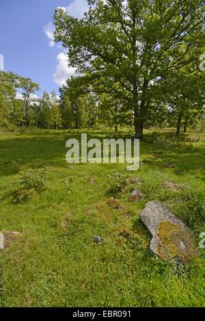 Rovere (Quercus spec.), querce in un prato di Smaland, Svezia, Smaland Foto Stock