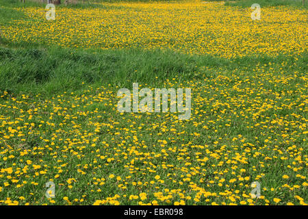 Comune di tarassaco (Taraxacum officinale), fioritura di tarassaco prato, Germania Foto Stock