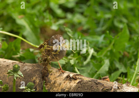 Dunnock (Prunella modularis), la raccolta di materiale di nidificazione, in Germania, in Renania settentrionale-Vestfalia Foto Stock