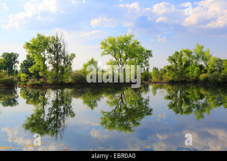 Vecchio braccio del Reno in primavera, Germania, Reno Foto Stock