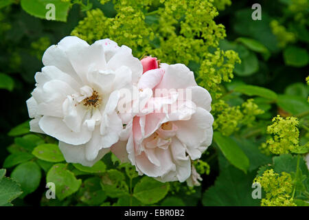 Rose ornamentali (Rosa spec.), rosa rosa con fioritura di Alchemilla, Germania Foto Stock