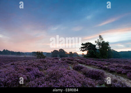 Comune di erica, Ling, Heather (Calluna vulgaris), fioritura heath al mattino, Paesi Bassi, Parco Nazionale De Meinweg Foto Stock