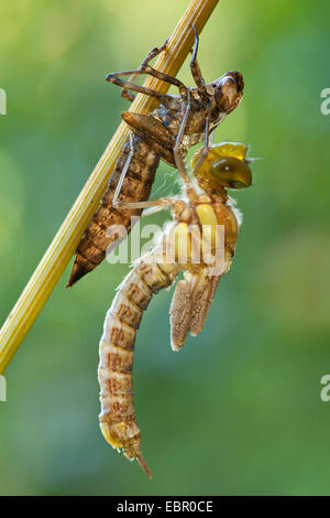 Blu-verde, darner aeshna sud, sud hawker (Aeshna cyanea), dragonfly cova, in Germania, in Renania Palatinato Foto Stock