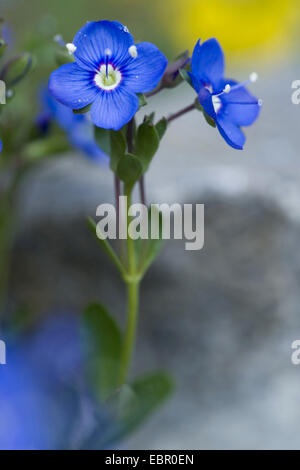 Rock speedwell (Veronica fruticans), fioritura, la Svizzera, la Schynige Platte Foto Stock