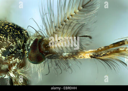 Casa zanzara, northern casa comune zanzara moscerino comune, casa moscerino (Culex pipiens), ritratto, Germania Foto Stock