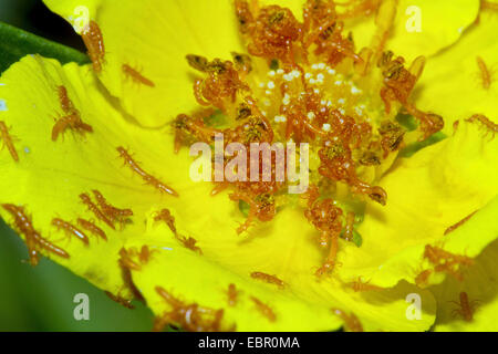 Coleottero dell'olio, olio nero beetle (Meloe proscarabaeus), larve in attesa su un fiore, Germania, Meclemburgo-Pomerania Occidentale Foto Stock