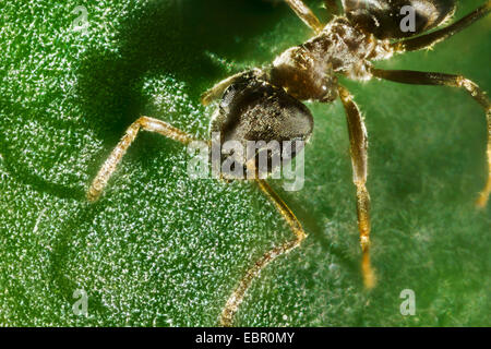 Ant (Lasius neglectus), formiche invasive provenienti dall Asia, ritratto, Germania Foto Stock