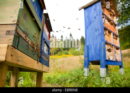 Il miele delle api, hive bee (Apis mellifera mellifera), arrivo da api all'entrata dell'alveare, in Germania, in Renania Palatinato Foto Stock