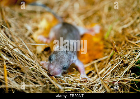 Moscardino commestibili, commestibili nessuno ghiro, grasso ghiro, scoiattolo-tailed ghiro (Glis glis), animale neonato nel nido, in Germania, in Renania Palatinato Foto Stock