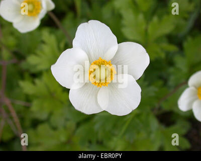 Snowdrop anemone, Snowdrop windflower (Anemone sylvestris), fiore, Germania Foto Stock