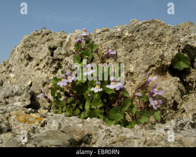 Kenilworth ivy, edera-lasciava toadflax, Colosseo edera (Cymbalaria muralis, Linaria muralis), fioritura su una roccia, Spagna, Balearen, Maiorca Foto Stock