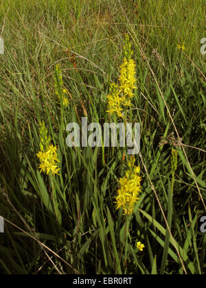 Bog asphodel (Narthecium ossifragum), fioritura, in Germania, in Renania settentrionale-Vestfalia Foto Stock