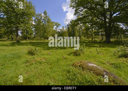 Rovere (Quercus spec.), querce in un prato di Smaland, Svezia, Smaland Foto Stock