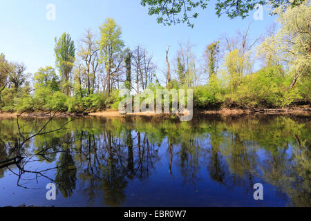 Vecchio braccio del Reno in primavera, Germania, Reno Foto Stock