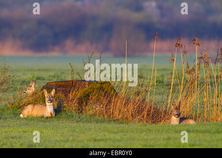 Il capriolo (Capreolus capreolus), tre caprioli in appoggio in corrispondenza di un albero snag, Svizzera, Sankt Gallen, Rheineck Foto Stock