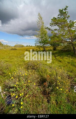 Avvicinando temporale al di sopra della riserva naturale Moeckelmossen su Oeland, Svezia, Oeland, Stora Alvaret Foto Stock