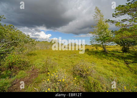 Avvicinando temporale al di sopra della riserva naturale Moeckelmossen su Oeland, Svezia, Oeland, Stora Alvaret Foto Stock