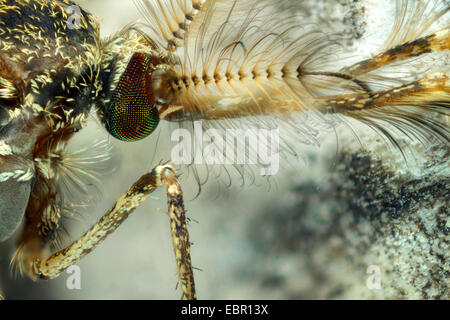 Casa zanzara, northern casa comune zanzara moscerino comune, casa moscerino (Culex pipiens), ritratto, Germania Foto Stock