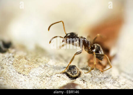 Ant (Lasius neglectus), formiche invasive provenienti dall Asia, Germania Foto Stock