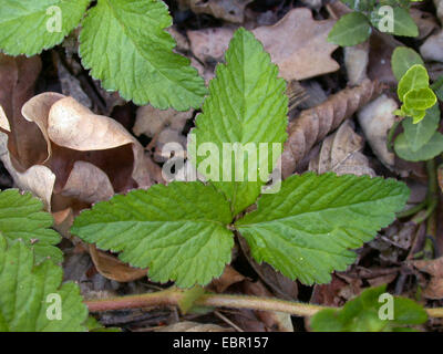 Indian fragola, falso fragola, Indian mock-fragola (Duchesnea indica, Potentilla indica), foglia, Germania Foto Stock