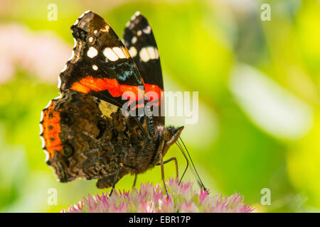 Red admiral (Vanessa Atalanta, Pyrameis atalanta), seduti su Sedum succhiare il nettare, in Germania, in Renania settentrionale-Vestfalia Foto Stock