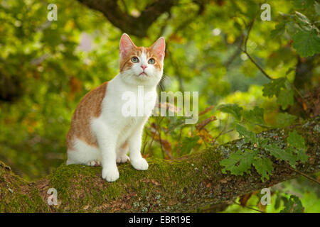 Il gatto domestico, il gatto di casa (Felis silvestris f. catus), seduto su un ramoscello, Germania Foto Stock