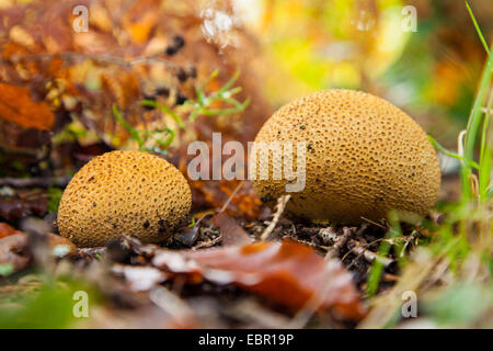 Earthball comune (Scleroderma citrinum), due corpi fruttiferi sul suolo della foresta, in Germania, in Renania settentrionale-Vestfalia Foto Stock