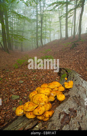 Comune di faggio (Fagus sylvatica), staffa funghi su un trunk beeach, Germania, Hesse, Kellerwald National Park Foto Stock