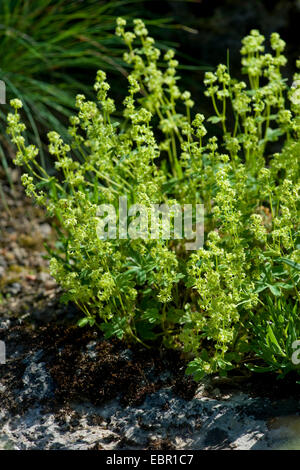 Alpine lady del mantello (Alchemilla alpina), fioritura, Germania Foto Stock