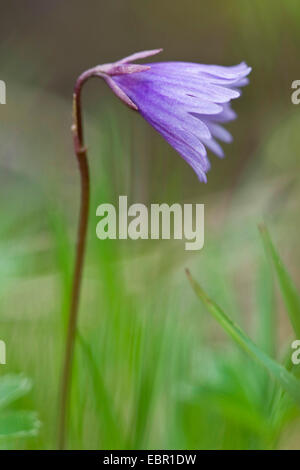 Snowbell nana (Soldanella alpicola), fiore, Germania Foto Stock