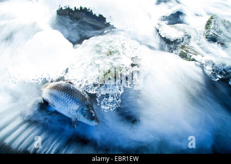 Carpe, carpa comune, europea carpa (Cyprinus carpio), morto carpe congelate creek, in Germania, in Renania Palatinato, Altenkirchen Foto Stock