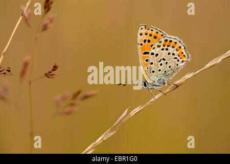 Fuligginosa rame (Heodes tityrus, Loweia tityrus, Loweia tityrus, Lycaena tityrus), seduti su uno stelo, in Germania, in Renania Palatinato Foto Stock