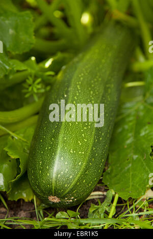 Zucchine Zucchine (Cucurbita pepo var. giromontiia, Cucurbita pepo subsp. pepo convar. giromontiina), frutta singolo Foto Stock