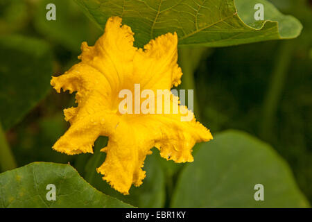 Winter squash (Cucurbita maxima), il giallo fiore di un rosso kuri squash Foto Stock