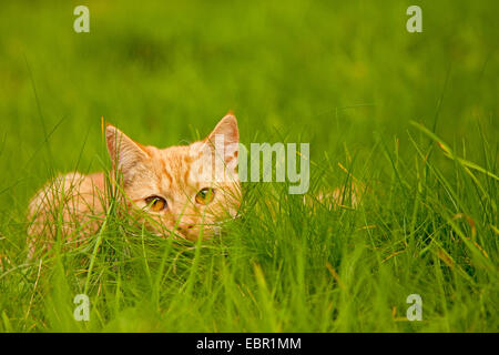 Il gatto domestico, il gatto di casa (Felis silvestris f. catus), maschio Gatto sdraiato sull'erba, Germania Foto Stock