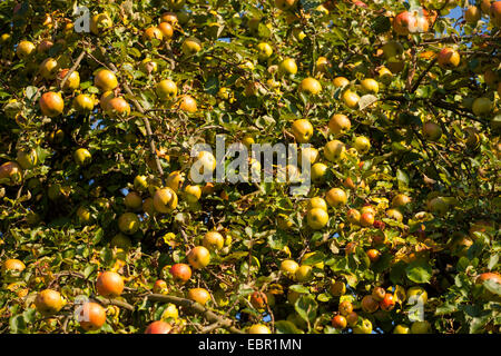 Apple tree (malus domestica), con mele mature in autunno, in Germania, in Renania Palatinato Foto Stock