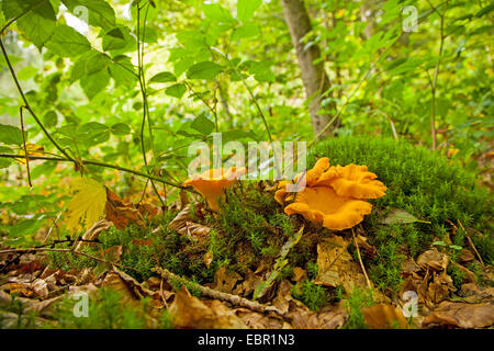 (Chanterelle Cantharellus cibarius), corpo fruttifero su mossy forest floor, in Germania, in Renania Palatinato Foto Stock