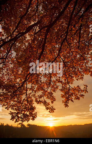 Comune di Quercia farnia, farnia (Quercus robur), rami con foglie di autunno al tramonto, in Germania, in Renania Palatinato Foto Stock