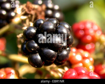 Blackberry armeno (Rubus armeniacus), di frutti di bosco maturi, Germania Foto Stock