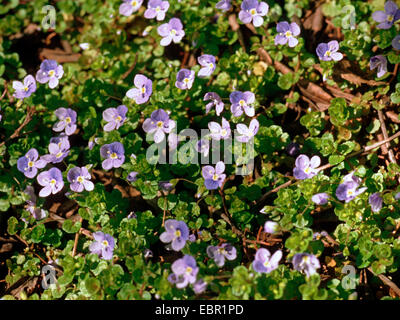 Snello speedwell (Veronica filiformis), fioritura, Germania Foto Stock