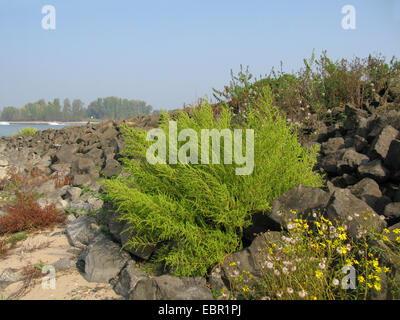 Rovere di Gerusalemme, Gerusalemme Goosefoot Quercia, Feathered Geranio (Chenopodium botrys, Dysphania botrys), al fiume Reno, in Germania, in Renania settentrionale-Vestfalia Foto Stock