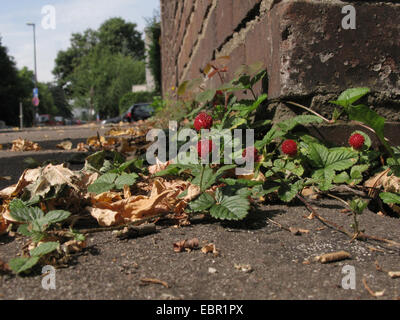 Indian fragola, falso fragola, Indian mock-fragola (Duchesnea indica), naturalizzato su un marciapiede, in Germania, in Renania settentrionale-Vestfalia Foto Stock