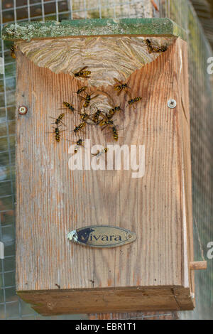 Wasp sassone (Dolichovespula saxonica, Vespula saxonica), vespiary in un nido di uccelli casella, Germania Foto Stock