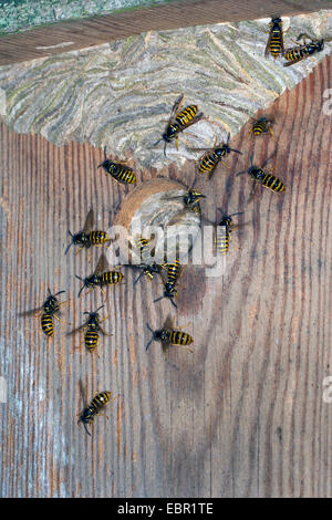 Wasp sassone (Dolichovespula saxonica, Vespula saxonica), vespiary in un nido di uccelli casella, Germania Foto Stock