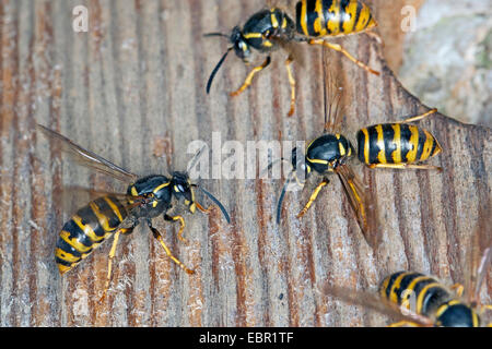 Wasp sassone (Dolichovespula saxonica, Vespula saxonica), alcune vespe sassone in un nido di uccelli casella, Germania Foto Stock