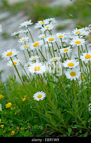 Luna Alpine Daisy (Leucanthemopsis alpina), fioritura, Svizzera Foto Stock